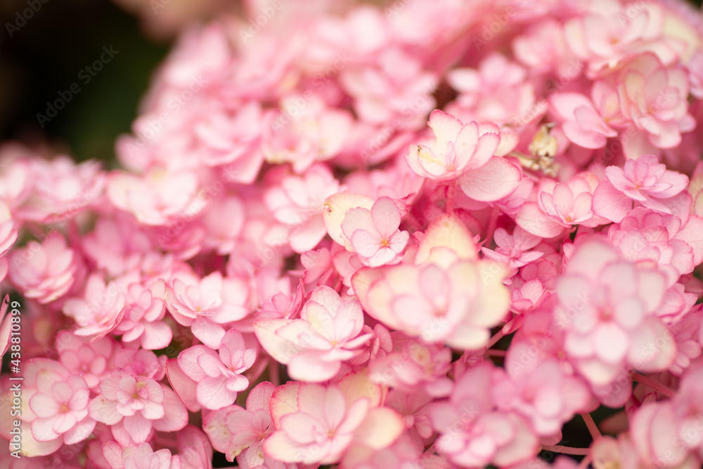 Fototapeta premium 満開の紫陽花 