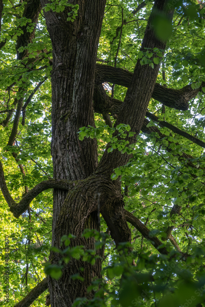 Obraz premium Majestic tree trunks close-up, isolated from the background