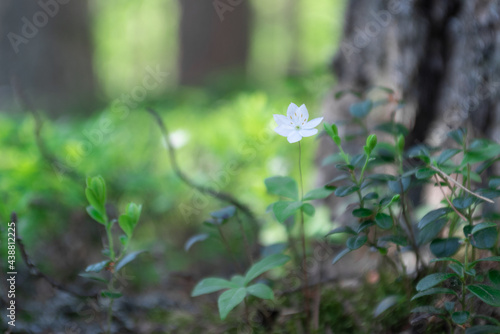 White flower and Green leaves background.Green leaves color tone dark © Andrei Baskevich
