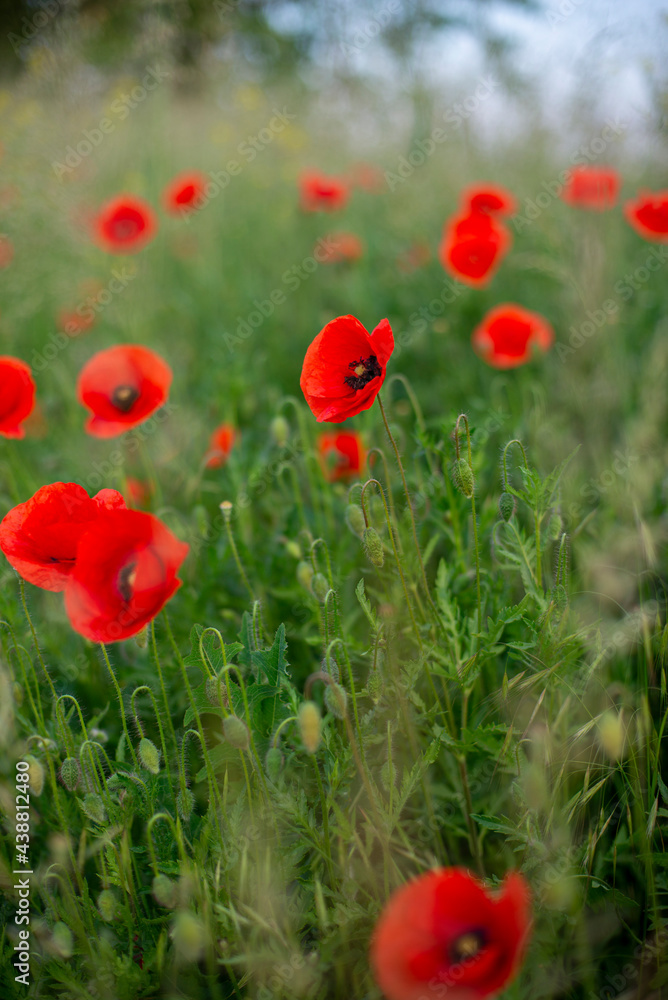 Obraz premium Maki polne