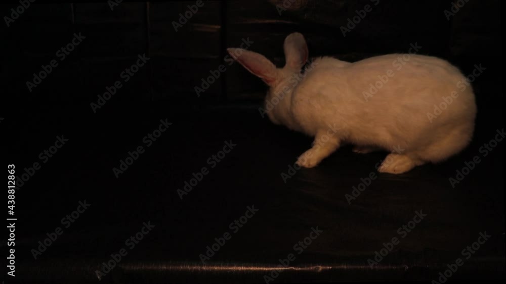 Video „Bunny Breed New Zealand White Rabbit isolated. Big white rabbit
