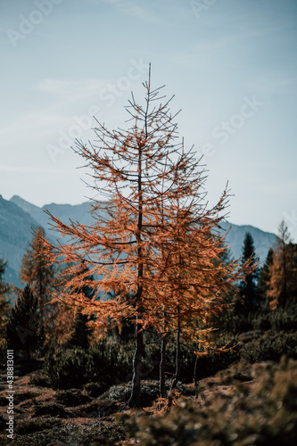 Drzewo w klimacie górskim