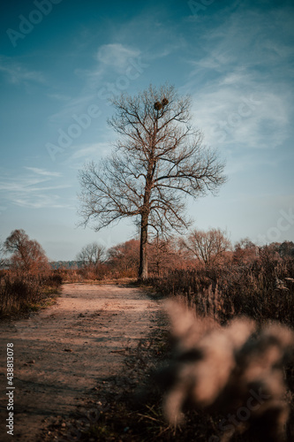 Fototapeta Naklejka Na Ścianę i Meble -  Drzewo bez liści przy drodze