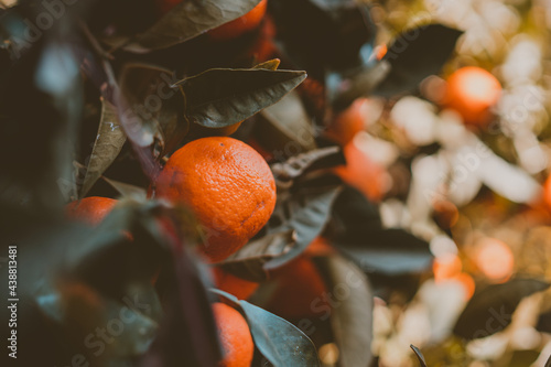 Kwitnący owoc mandarynki © Jakub