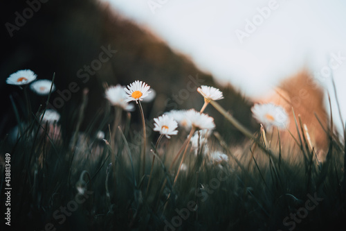 Stokrotki kwitnące kwiatki w trawie © Jakub