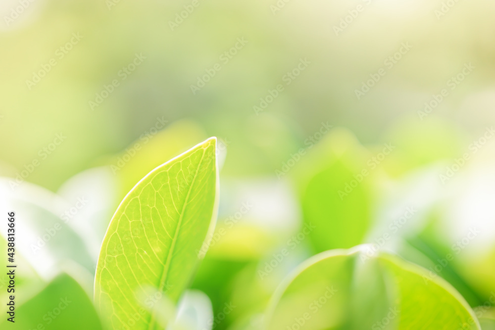 Nature of green leaf in garden at summer under sunlight. Natural green leaves plants using as spring background environment ecology or greenery wallpaper Nature of green leaf in garden at summer under sunlight. Natural green leaves plants using as spring background environment ecology or greenery wallpaper