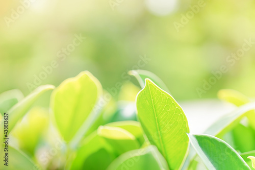 Nature of green leaf in garden at summer under sunlight. Natural green leaves plants using as spring background environment ecology or greenery wallpaper © BLUEBOEING