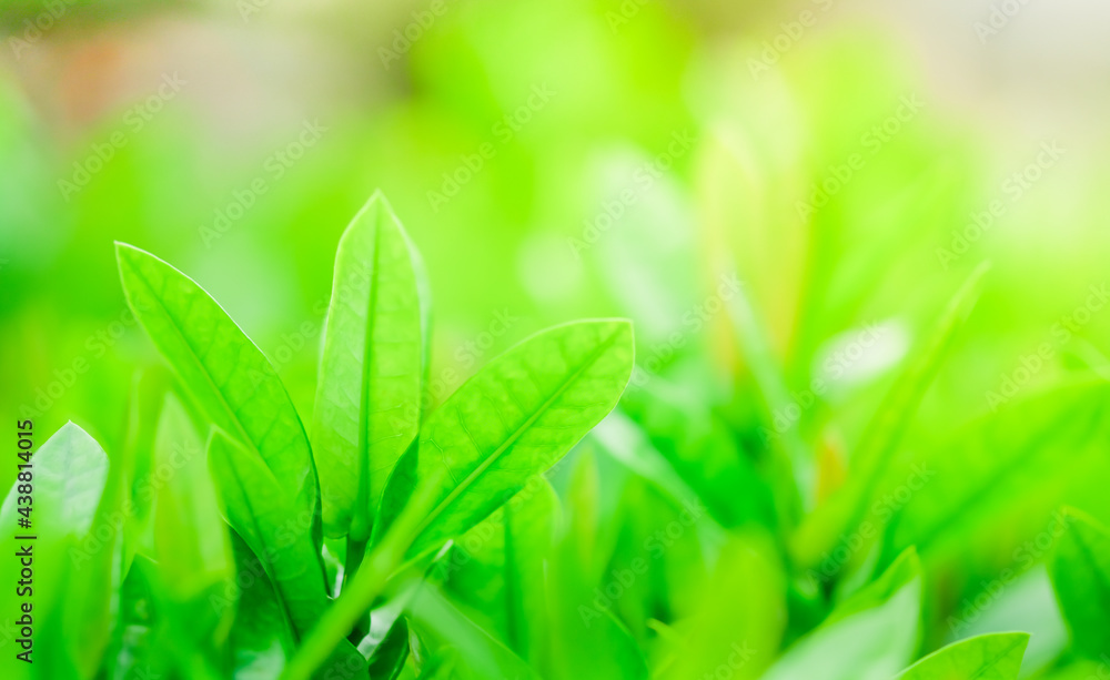 Nature of green leaf in garden at summer under sunlight. Natural green leaves plants using as spring background environment ecology or greenery wallpaper Nature of green leaf in garden at summer under sunlight. Natural green leaves plants using as spring background environment ecology or greenery wallpaper