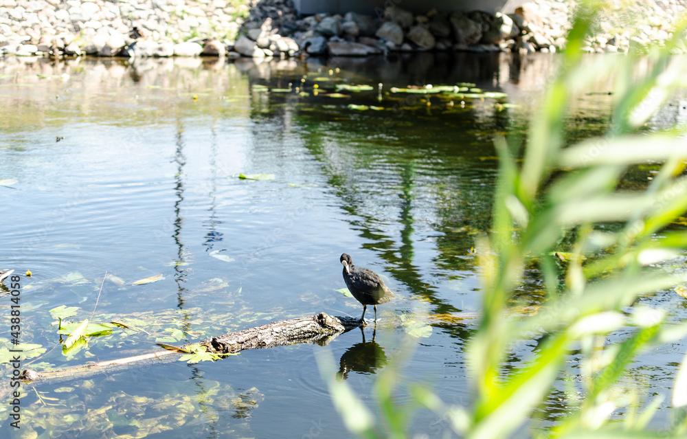 bird in the pond bird in the pond