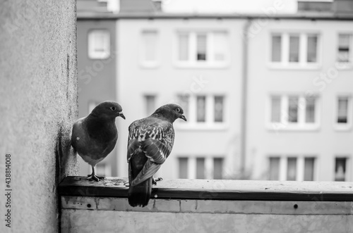 pigeons sitting on the balcony 