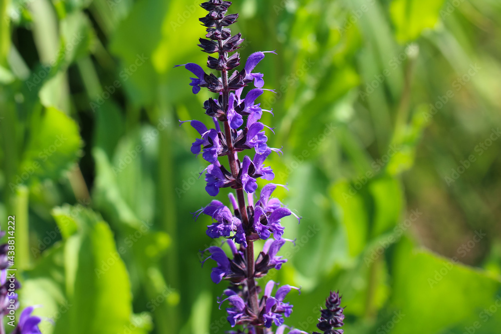Close-up (macro photography) of a sage flower (lat. Salvia divinorum) with selective focus on natural blurred green background Close-up (macro photography) of a sage flower (lat. Salvia divinorum) with selective focus on natural blurred green background