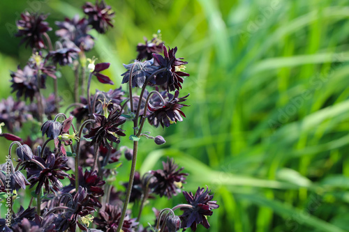 Aquilegia 'Black Barlow' flowers on a natural blurry green background
