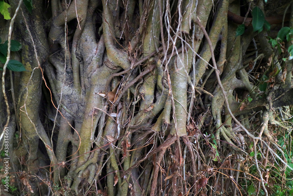 the roots of the banyan tree