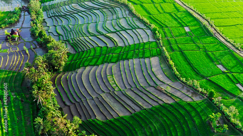 Rice Fields in Bali Landscape