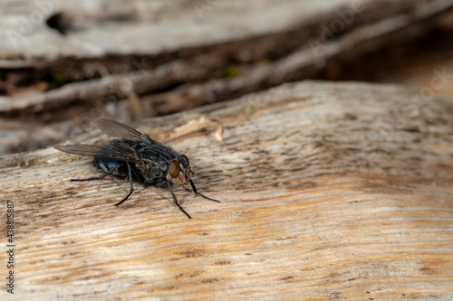 Detail of a blowfly sitting on a wooden board