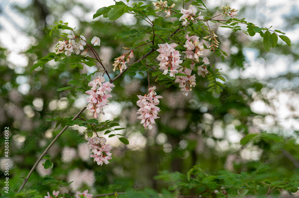 beautiful pink acacia with beautiful bokeh in the garden beautiful pink acacia with beautiful bokeh in the garden