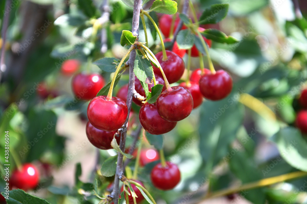 Ripe cherry (Latin. Prunus subg. Cerasus) in the summer garden Ripe cherry (Latin. Prunus subg. Cerasus) in the summer garden