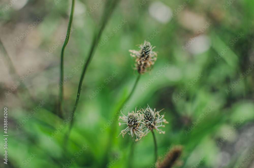 thistle in the grass thistle in the grass