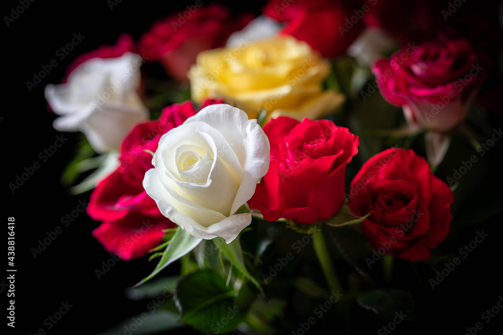 Fototapeta premium A bouquet of roses on a black background.