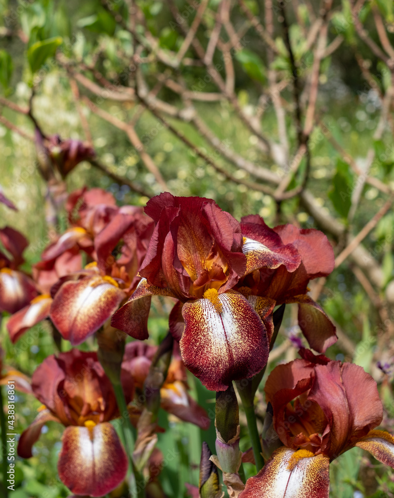 Stunning bearded iris perennial flower by the name Kent Pride. Has beautiful, copper colour flower head on a tall stem. Stunning bearded iris perennial flower by the name Kent Pride. Has beautiful, copper colour flower head on a tall stem.