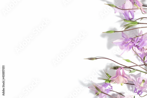 Floral delicate background for text or product  top view. Pink Aquilegia flowers on a white background with hard shadows. Border.