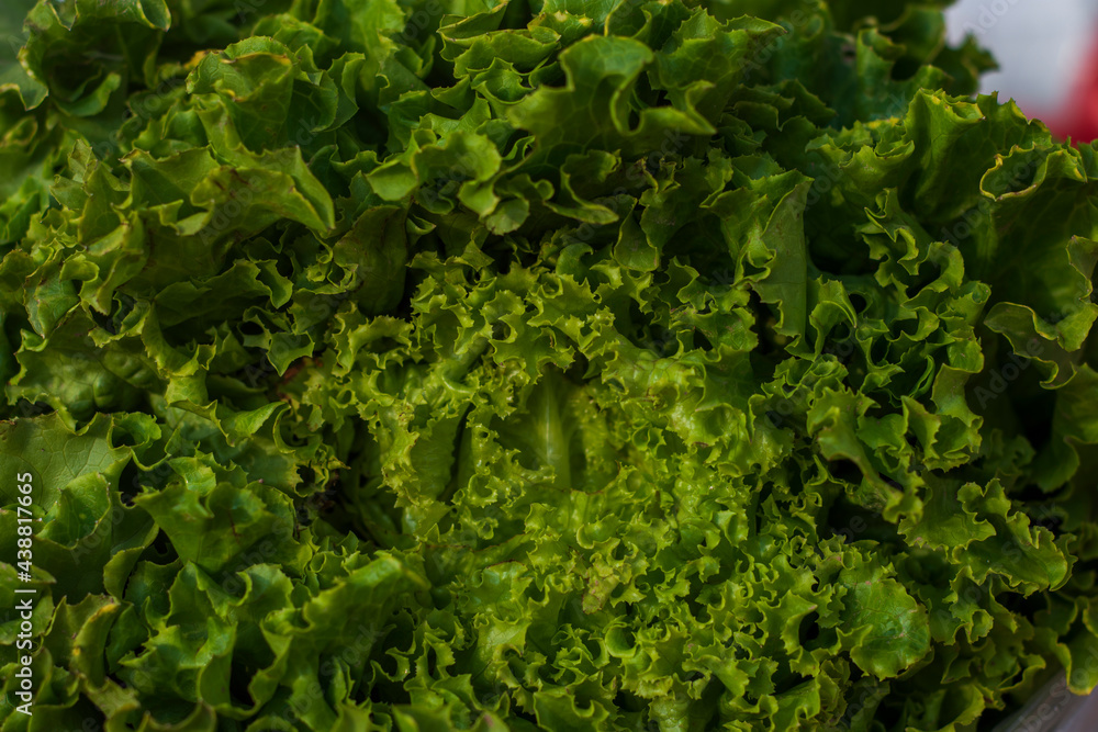 close-up of freshly-grown curly lettuce close-up of freshly-grown curly lettuce