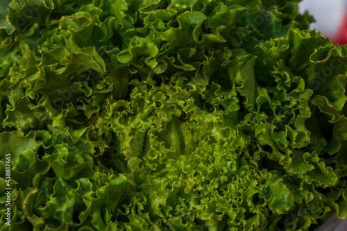 close-up of freshly-grown curly lettuce