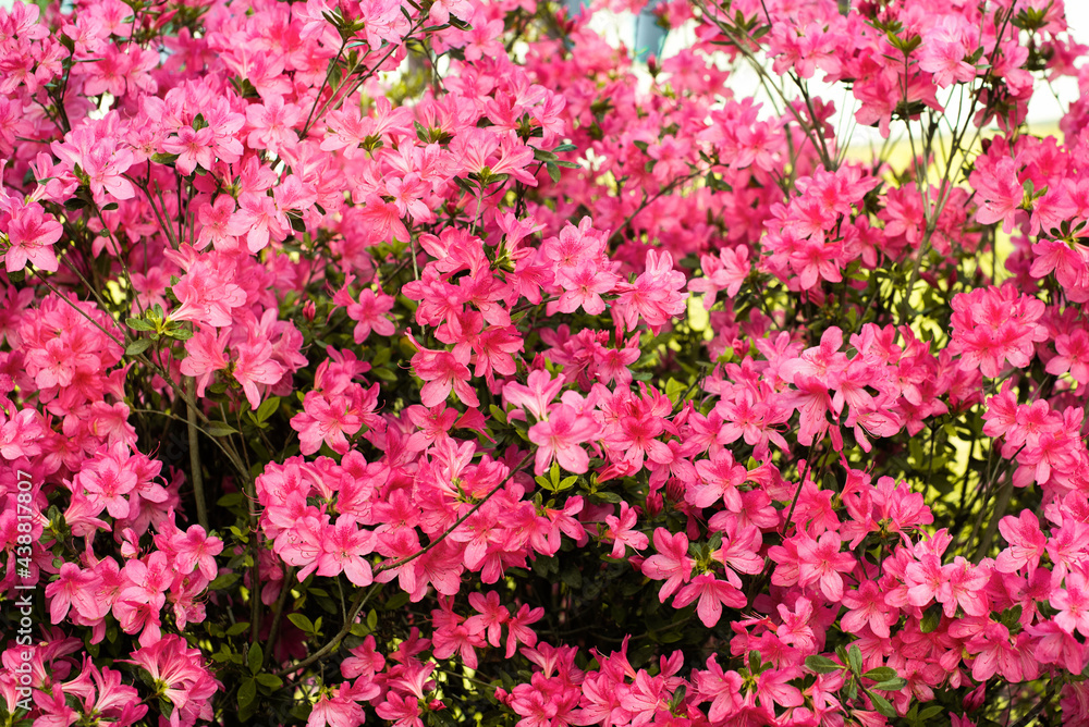 delicate pink summer background. flowering bush, many flowers and buds. spring bloom. selective focus.