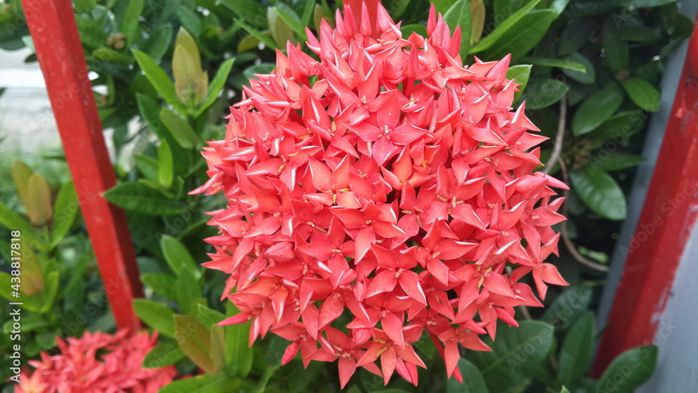 Beautiful red Ixora flower, spike flowers with natural green leaf and blurry background Beautiful red Ixora flower, spike flowers with natural green leaf and blurry background