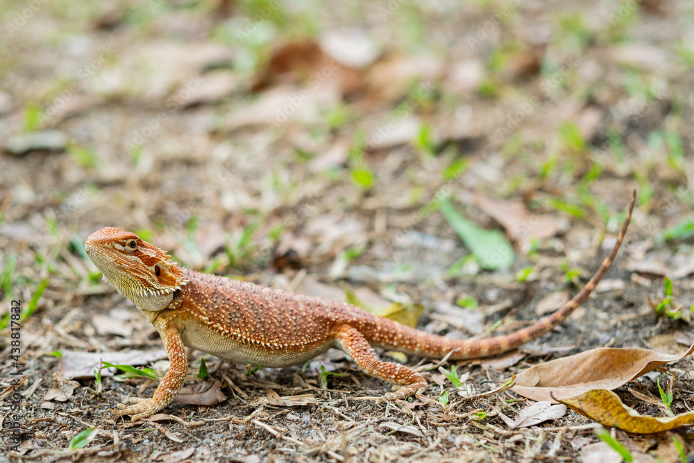 Fototapeta premium bearded dragon on ground with blur background