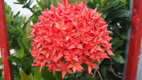 Beautiful red Ixora flower, spike flowers with natural green leaf and blurry background