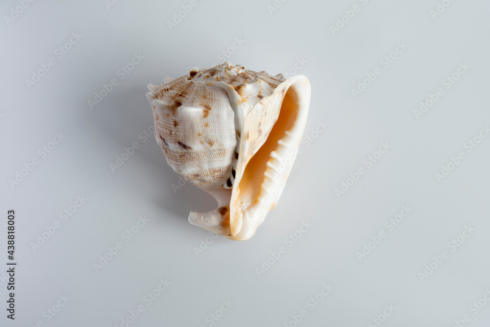 real seashell; an enormous natural wonder and a decorative object real seashell; an enormous natural wonder and a decorative object