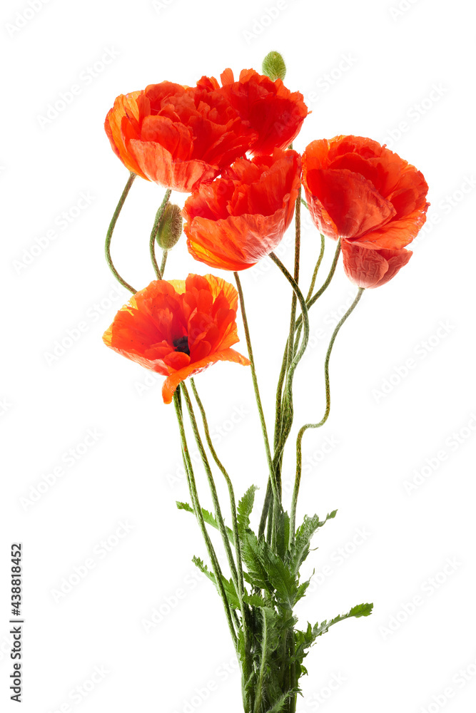 Bright red poppies flowers isolated on white background. Bright red poppies flowers isolated on white background.