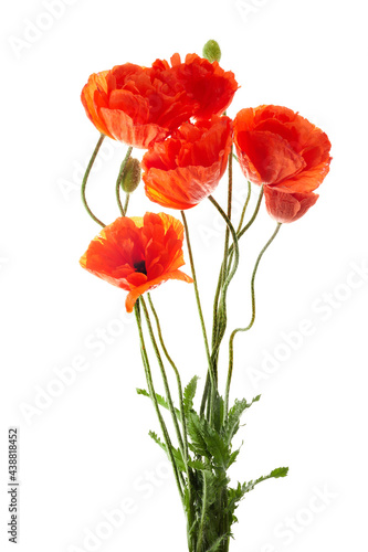 Bright red poppies flowers isolated on white background.