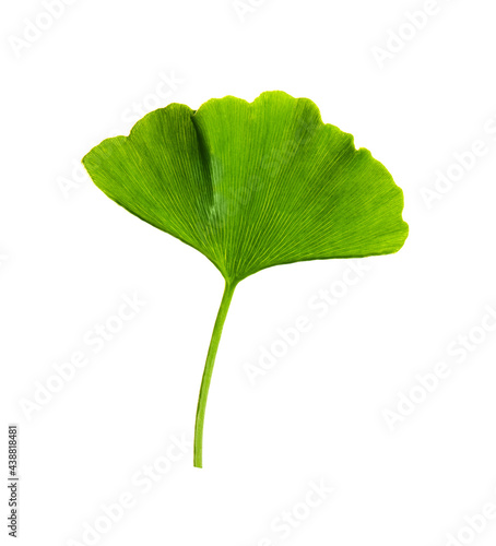 Ginkgo biloba, commonly known as ginkgo or gingko. leaf isolated on white background. High resolution photo on white background.