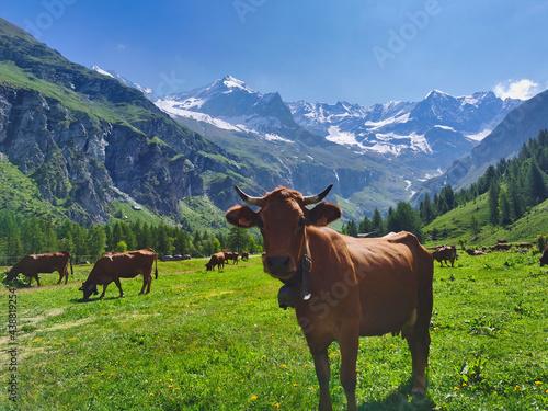 Tarine cow in the french alps. Scenic mountain landscape. 