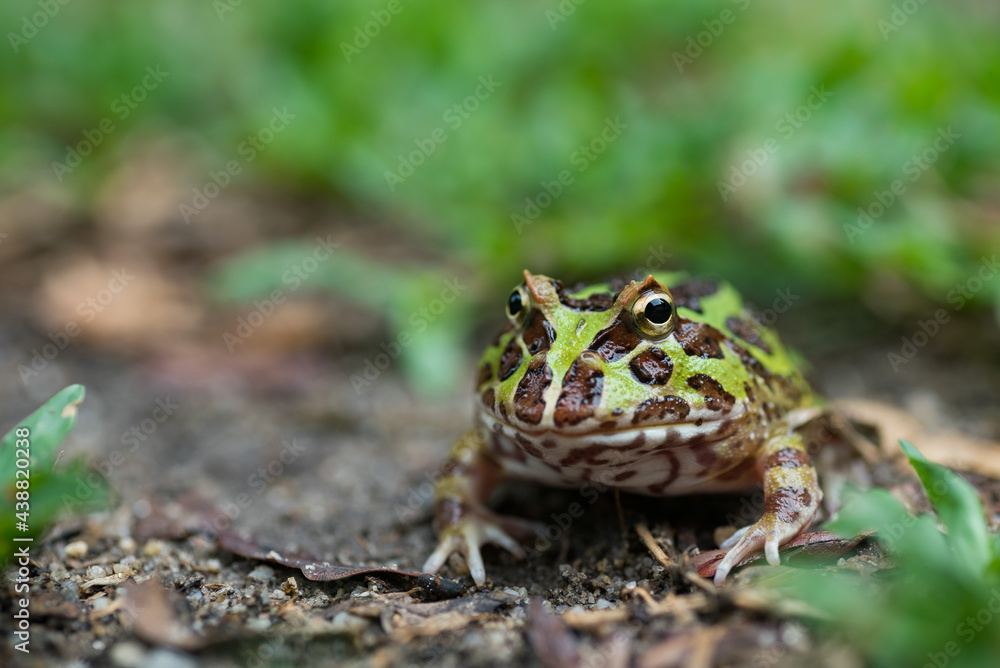 Fototapeta premium closeup argentine horned frog on ground