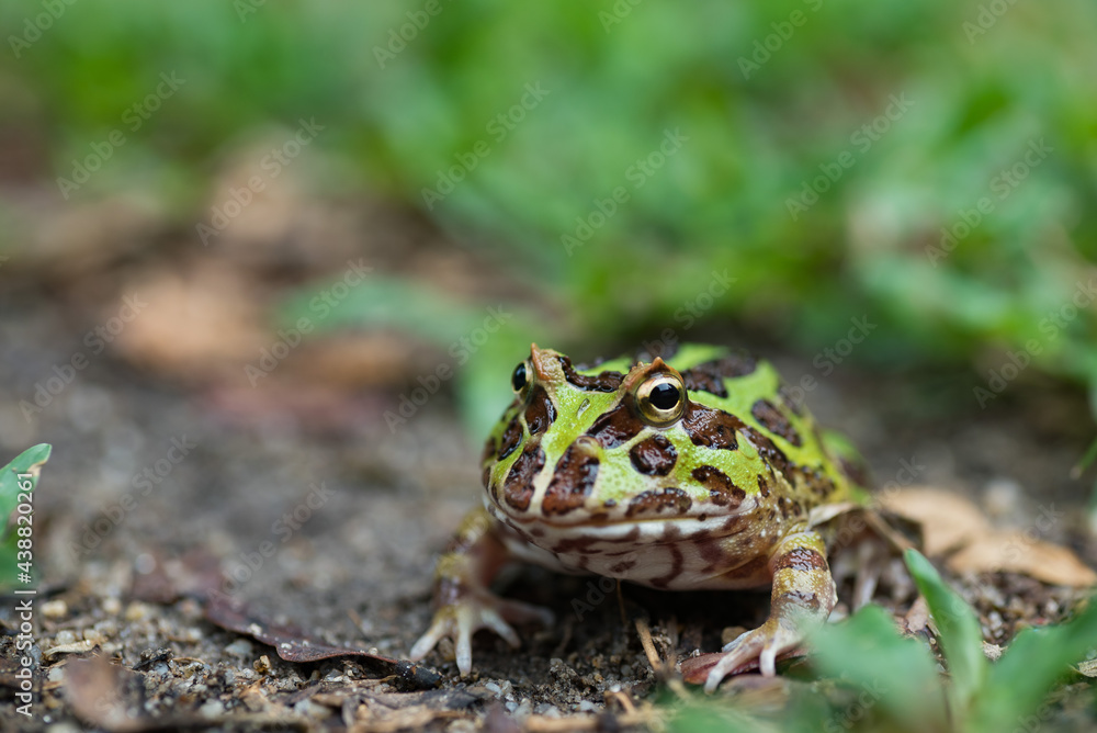 Obraz premium closeup argentine horned frog on ground