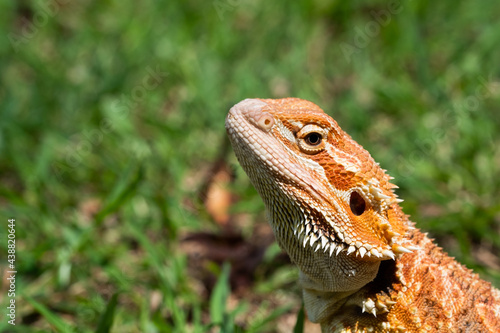 bearded dragon on ground with blur background