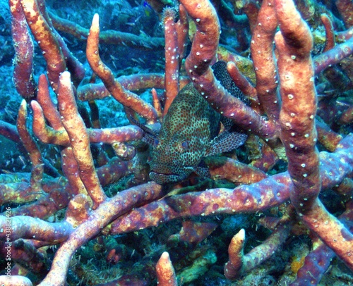 Graysby Grouper Hiding in Sponge Colony