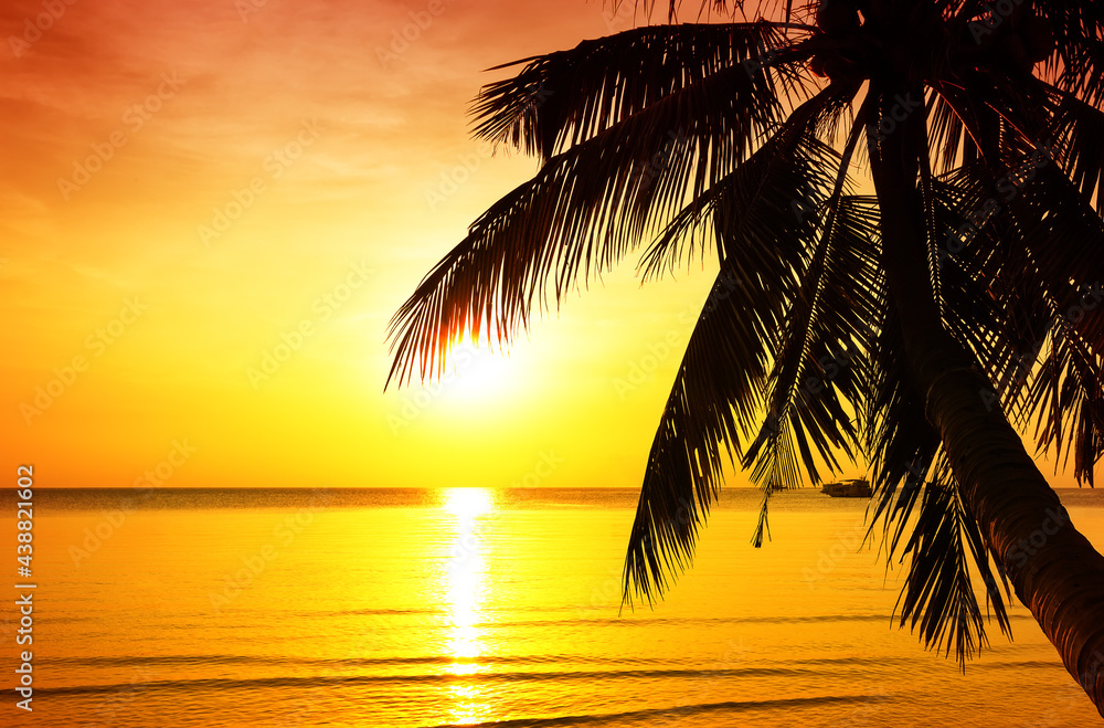 Coconut palm tree against colorful sunset on the beach in Phuket, Thailand.