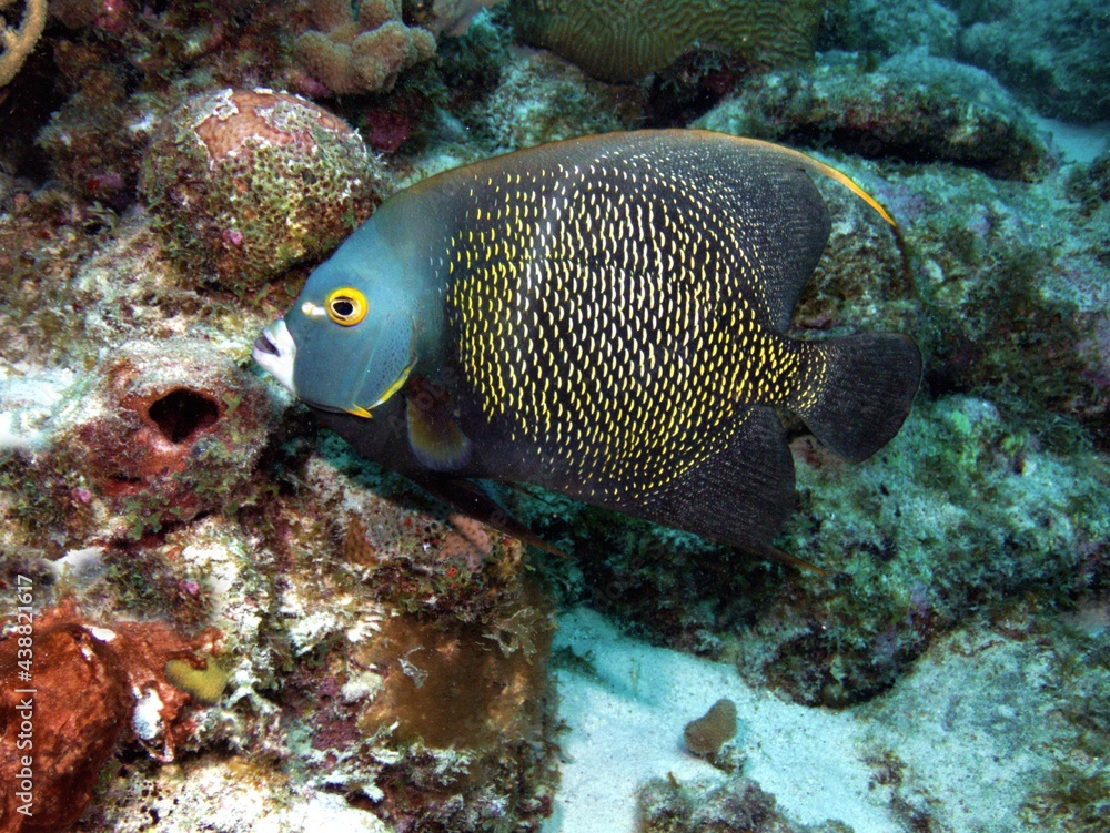 Fototapeta premium French Angelfish on the Reef