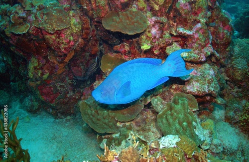 Blue Parrotfish Grazing on the Reef