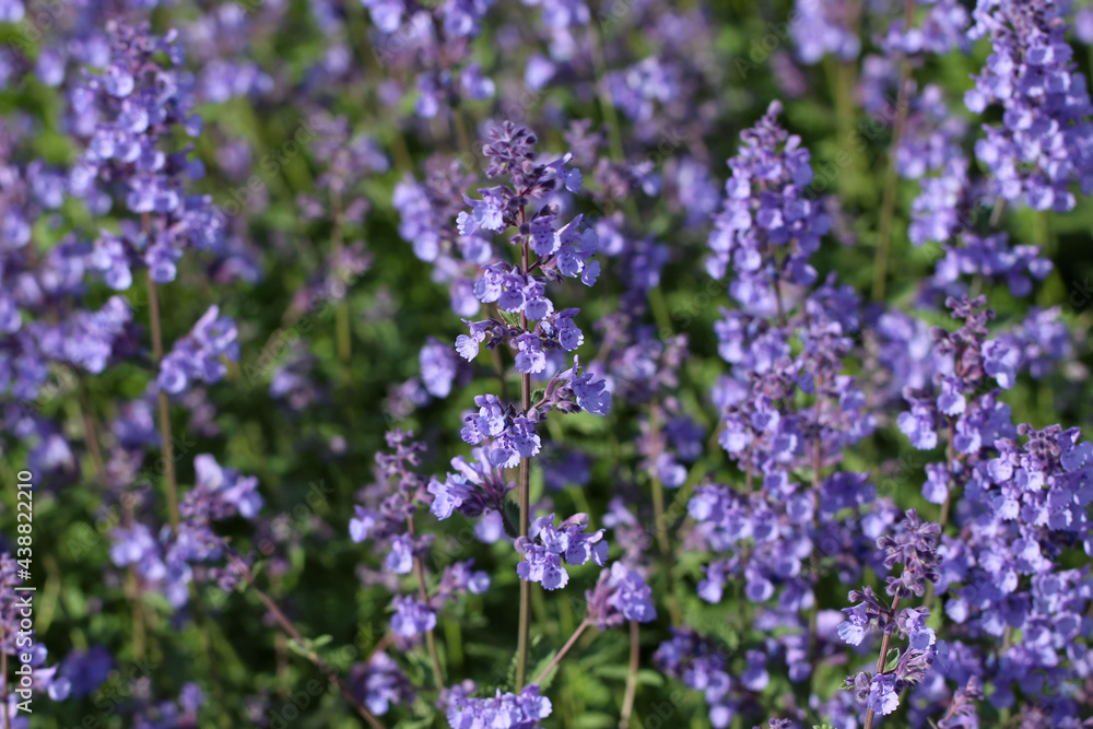Light purple natural background of Mentha flowers with spot focus in a city park Light purple natural background of Mentha flowers with spot focus in a city park