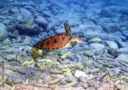 Green Sea Turtle in the Shallows