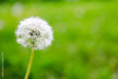 dandelion on green background