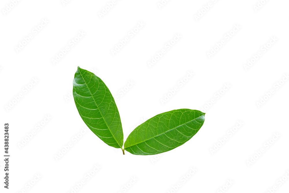 Fresh leaves isolated on white background. Fresh leaves isolated on white background.