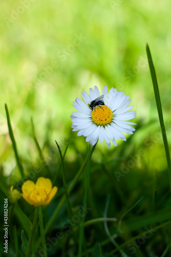 Obraz na płótnie Fly on a daisy in the meadow w salonie