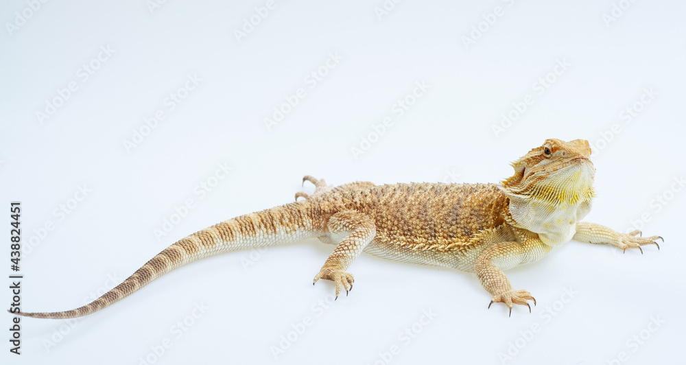 Naklejka premium bearded dragon on white background