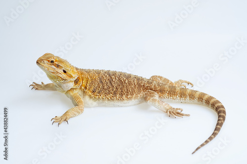 bearded dragon on white background